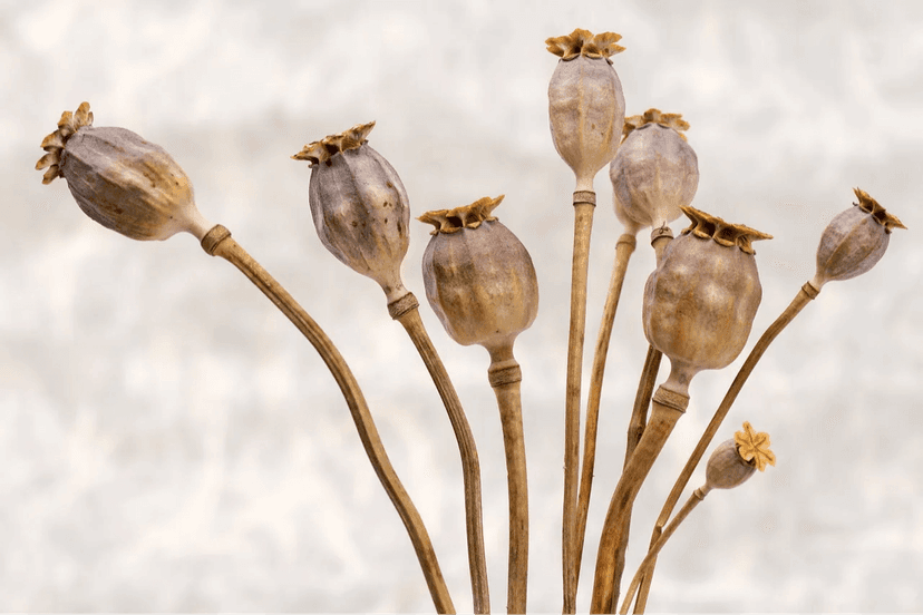 Poppy Seed Oil Benefits Packed Full of Nutrients and Vitamins Erbology