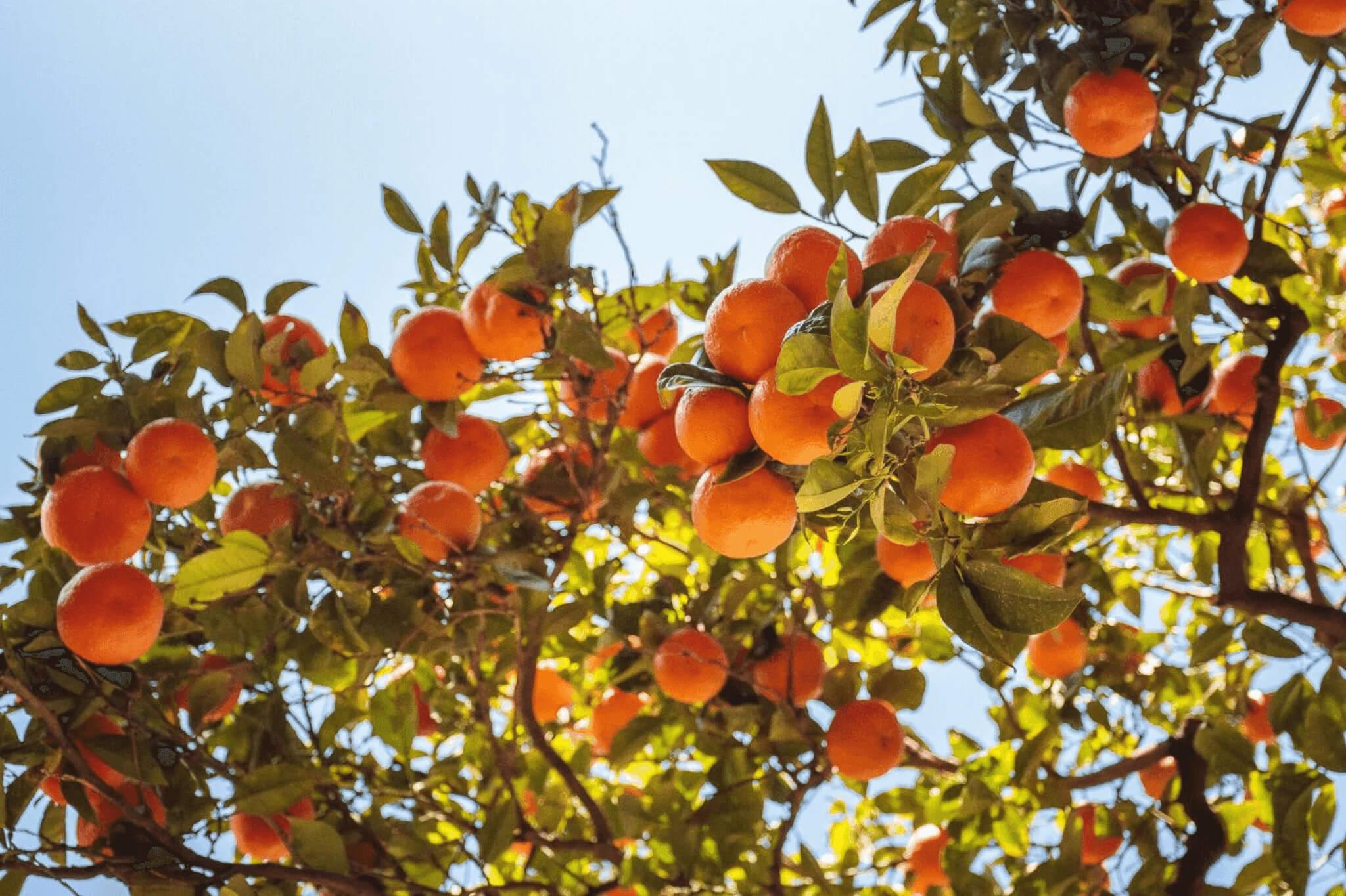 Apricot Kernel Oil Benefits From Skincare to Heart Health Erbology