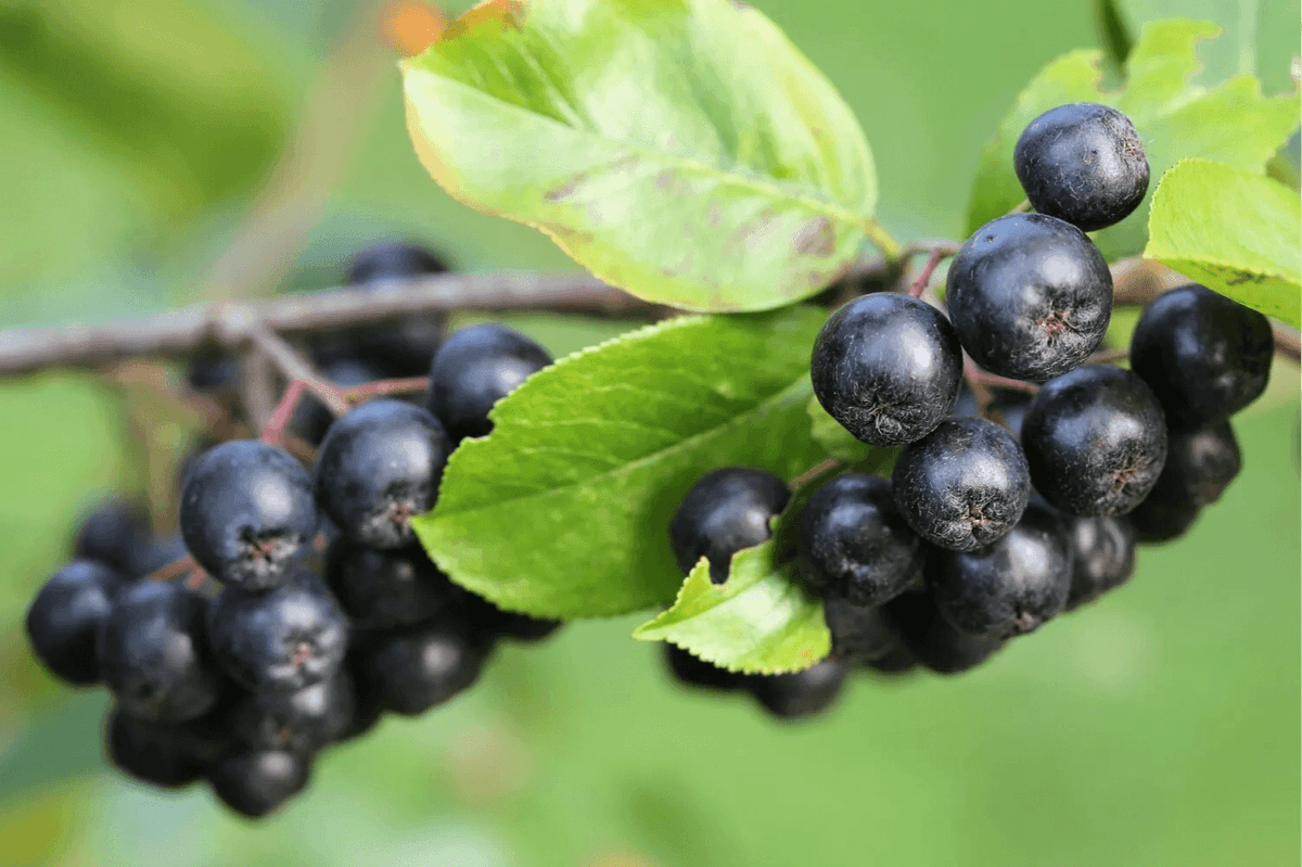 Aronia Health Benefits Erbology
