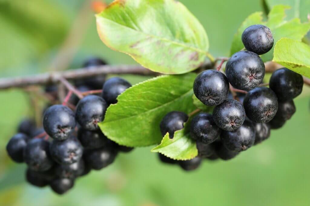 aronia berry benefits