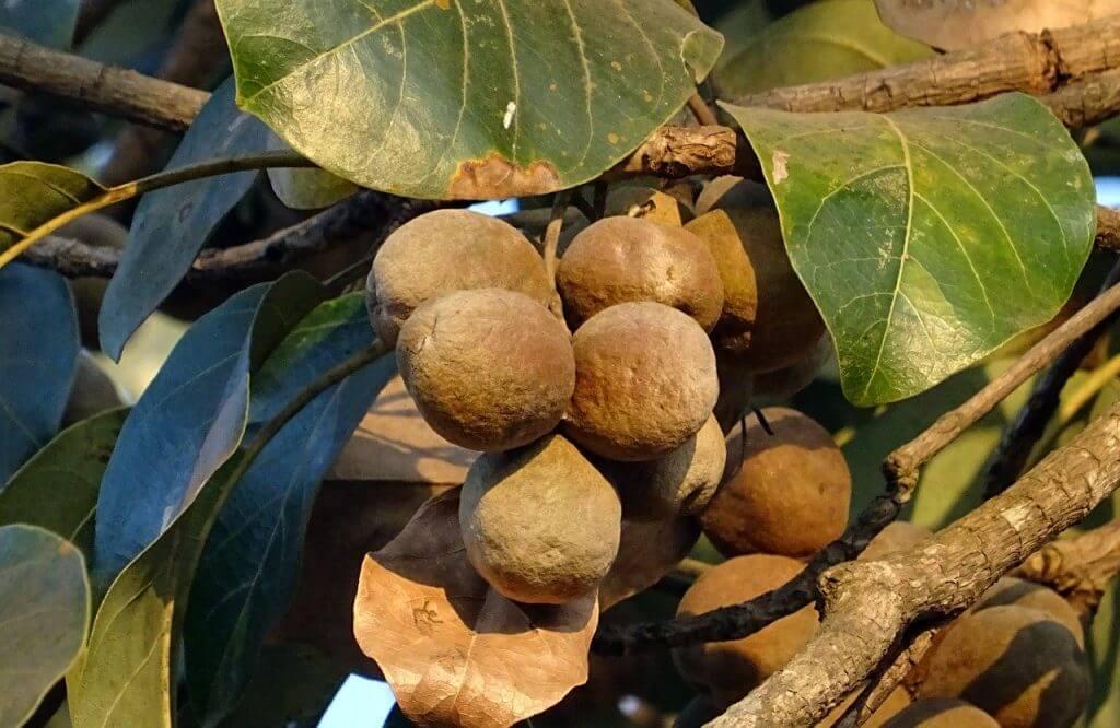 triphala benefits