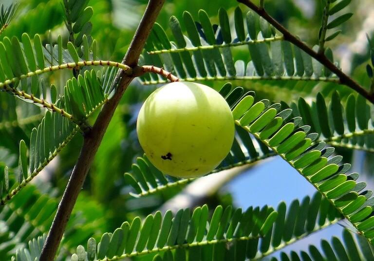 amla benefits