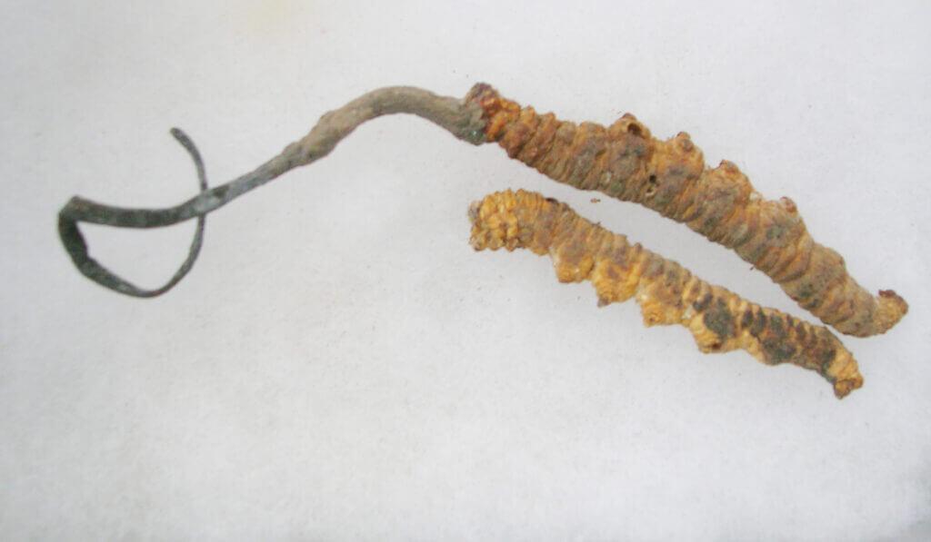 cordyceps sinensis