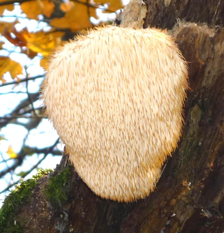 health benefits of lion's mane