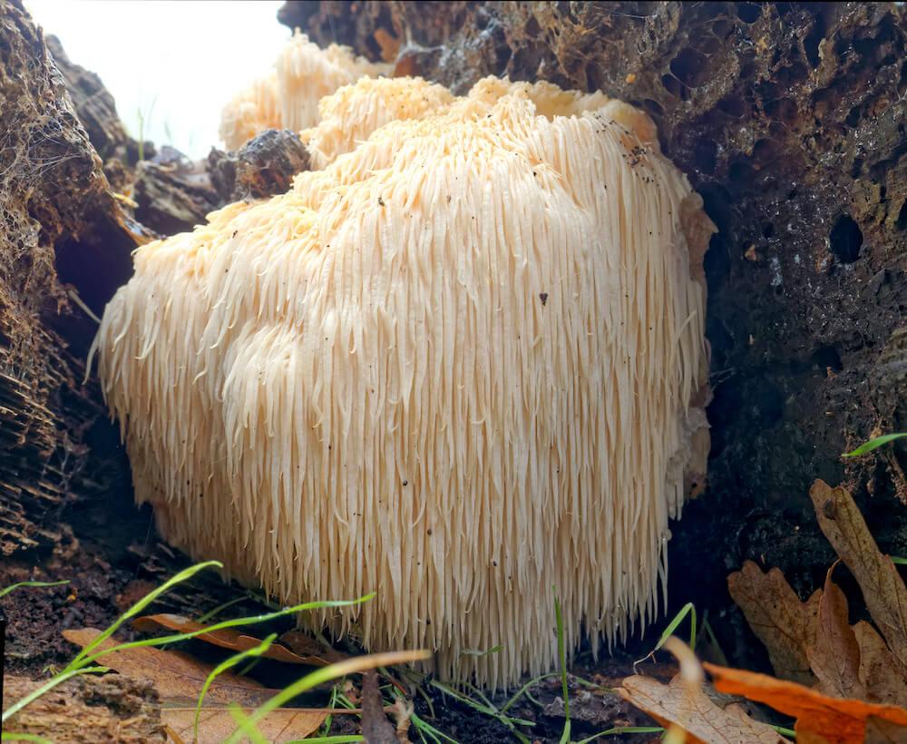 lion's mane medicinal mushroom