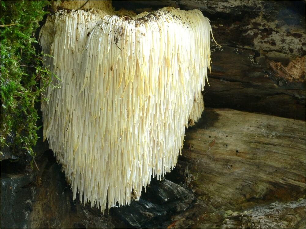 hericium erinaceus