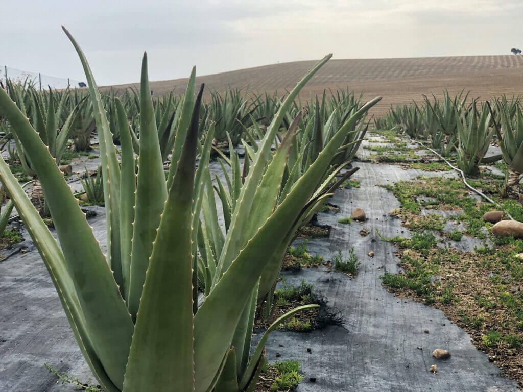 sustainable aloe vera