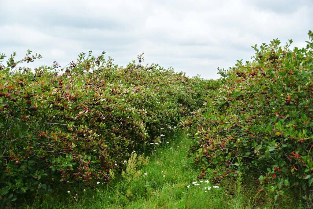 sustainable farming aronia berry