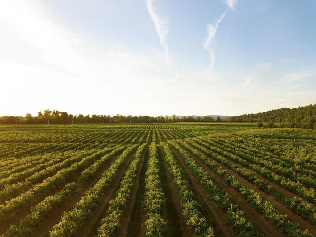 farmland