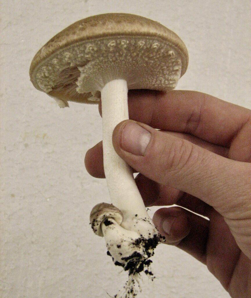 agaricus blazei