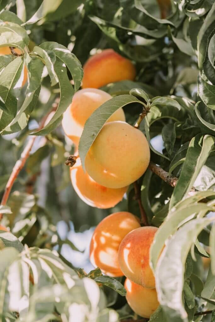 apricot tree