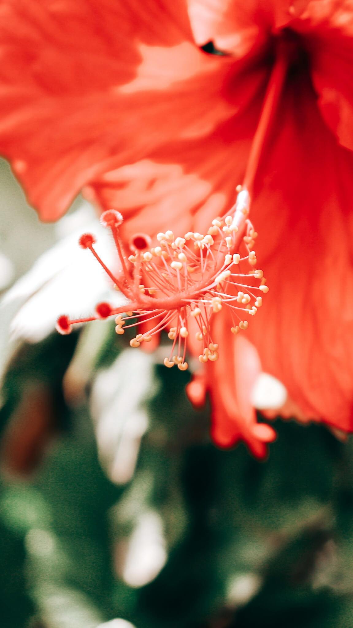 hibiscus health benefits for cardiovascular health