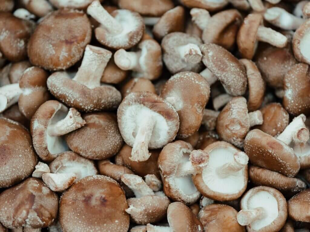 shiitake mushroom