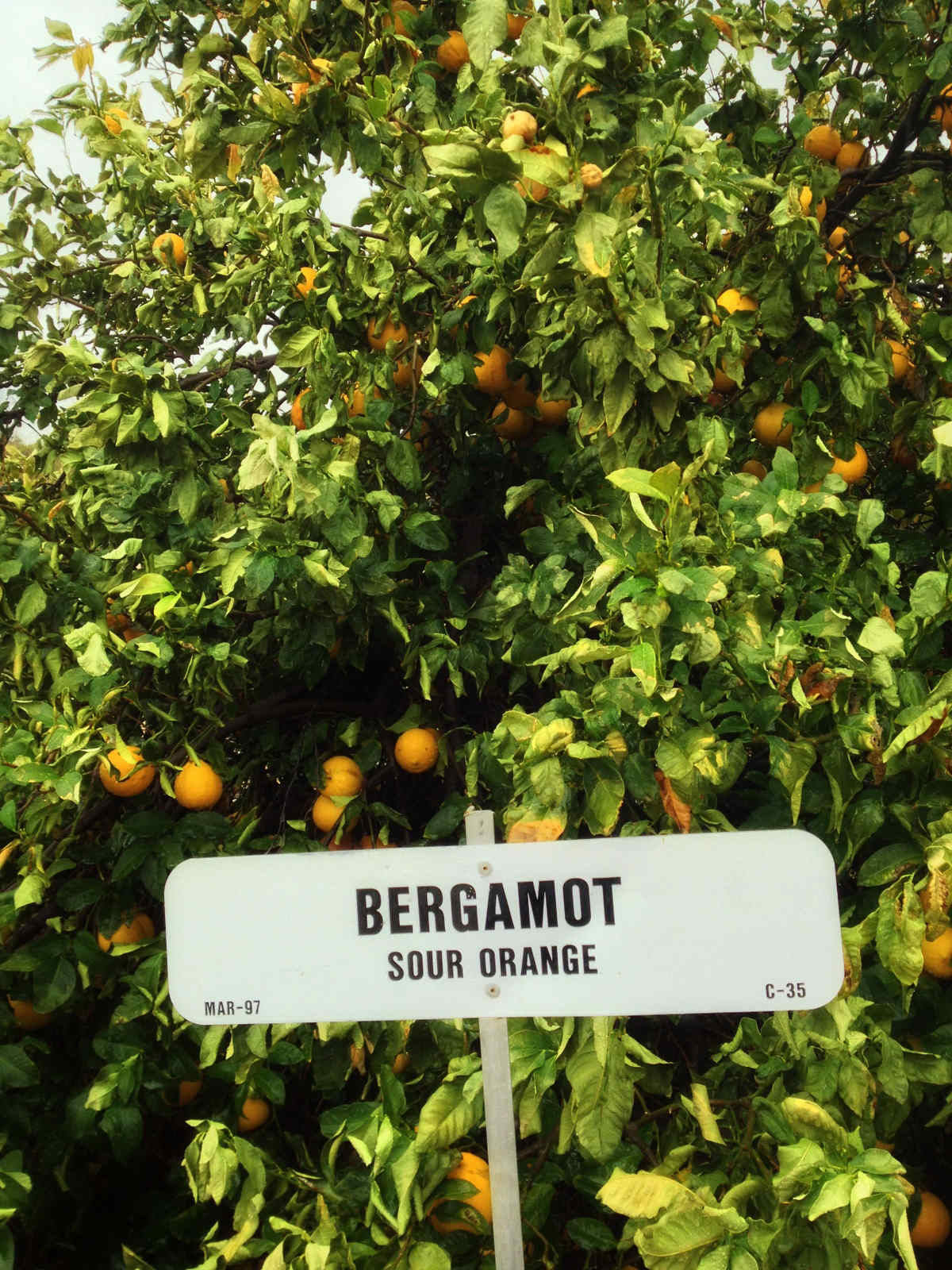 Bergamot health benefits