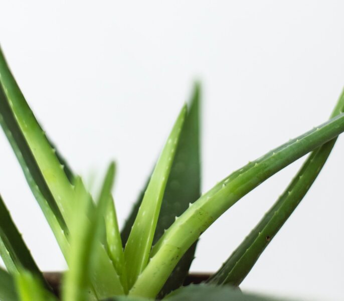 How much aloe juice to drink daily and how long does it take to work?