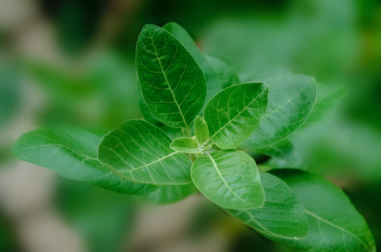 What are the benefits of ashwagandha for men?