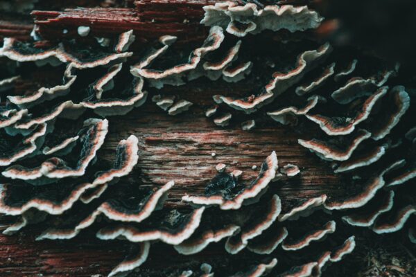 Turkey tail benefits for your health