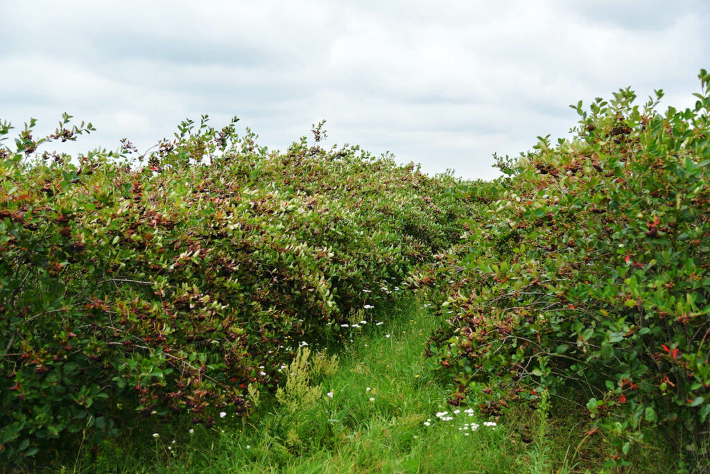 sustainable farming aronia berries