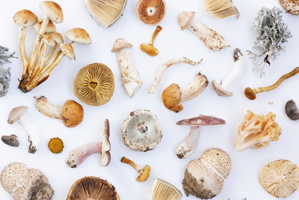 Agaricus blazei: benefits, uses and side effects