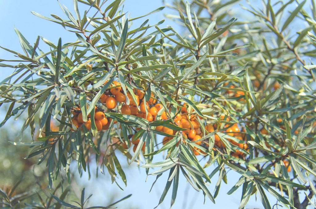 olivello spinoso
