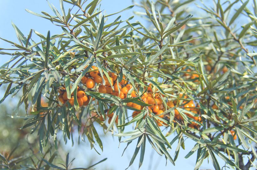 Benefici dell’olivello spinoso