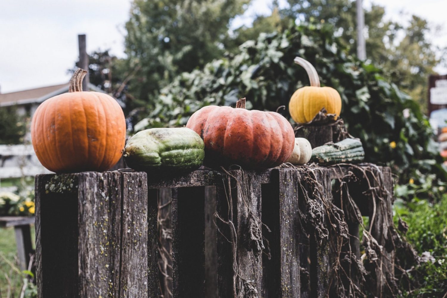 Pumpkin dreams: pumpkin seed health benefits