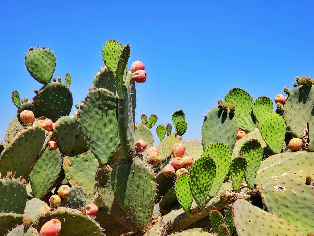 Nopal cactus: health benefits, uses and recipes
