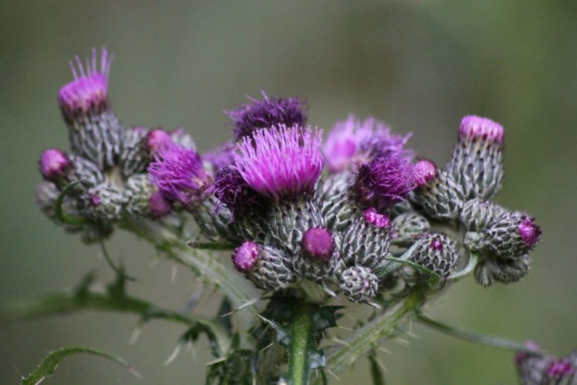 Milk thistle side effects