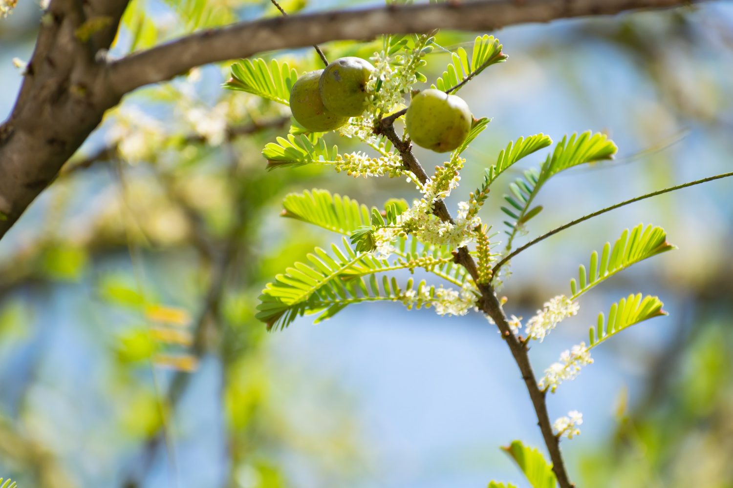 Amla benefits, uses and side effects