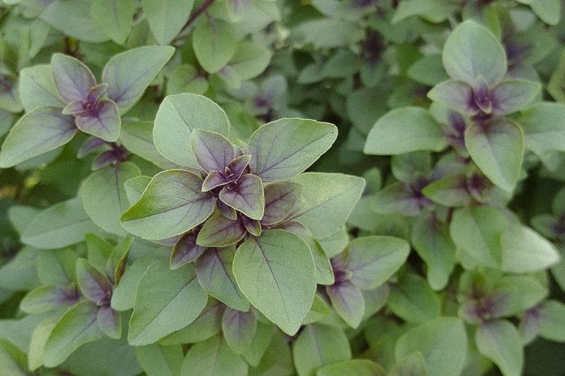 Holy basil benefits: Long live the Queen of Herbs