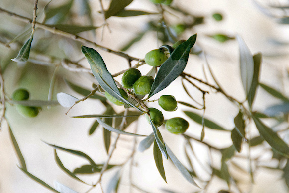 benefici dell'olio d'oliva