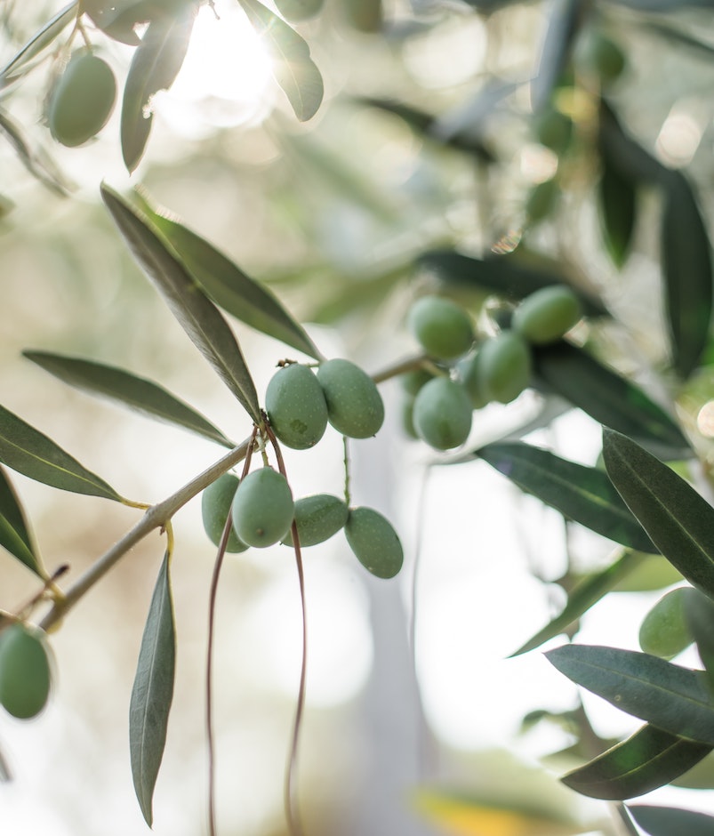 Olive oil nutrients and types