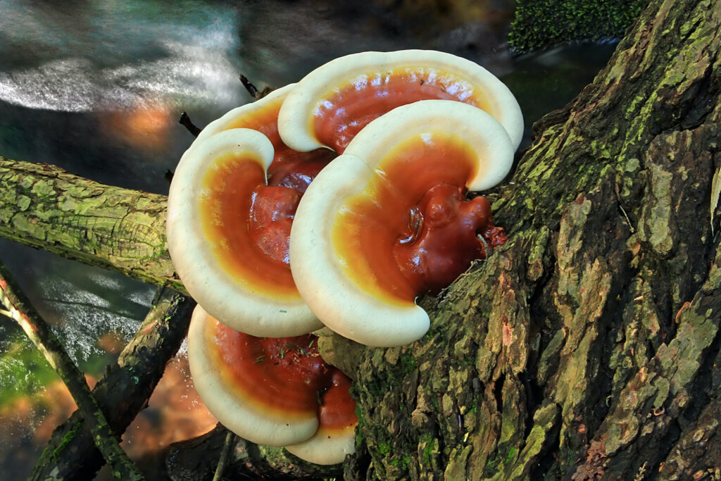 ganoderma lucidum reishi mushroom