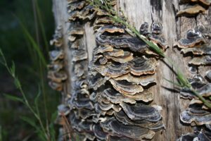 La guida all’erbologia dei funghi medicinali