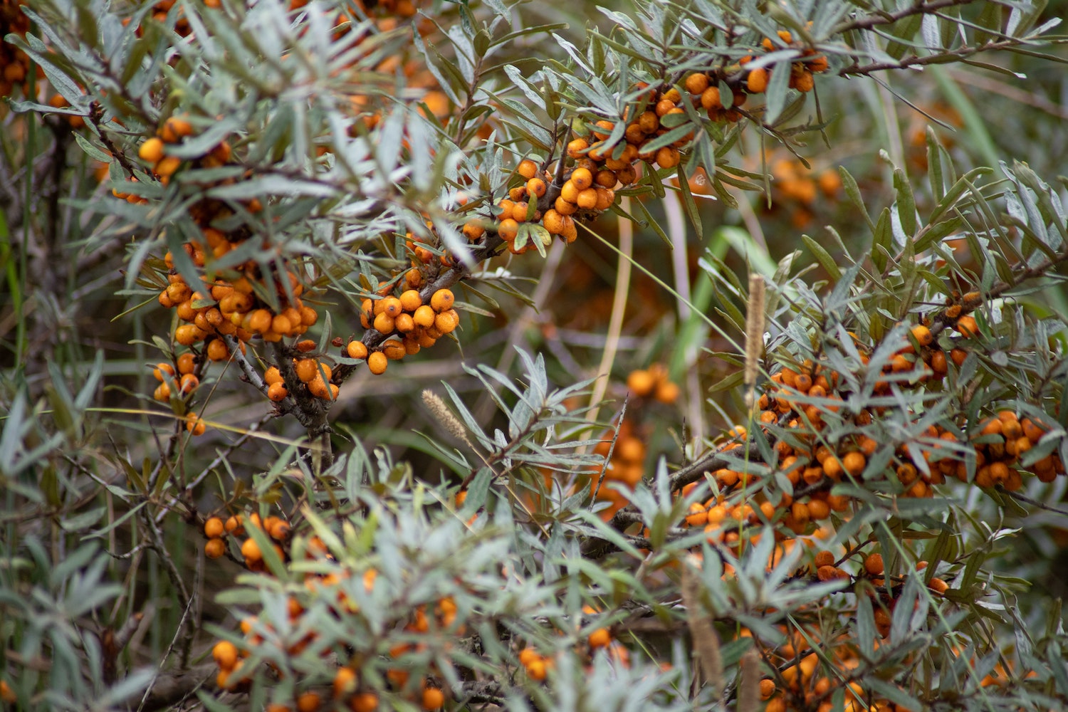 Benefici della pelle di olivello spinoso