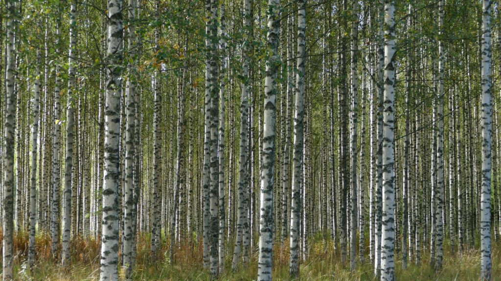 birch trees finland