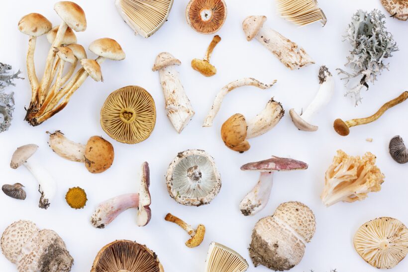 Agaricus blazei: benefits, uses and side effects￼