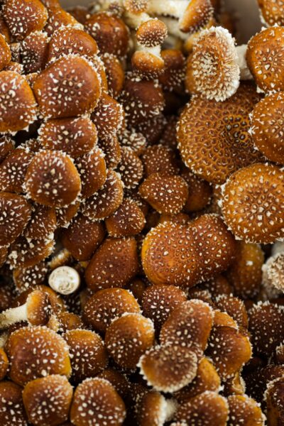 Shiitake mushroom: benefits, uses and side effects￼
