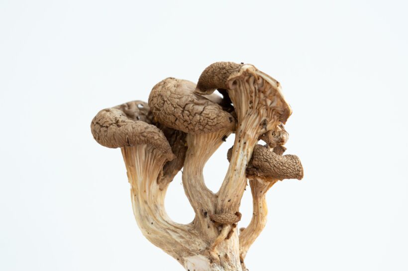Best mushrooms for anxiety and depression